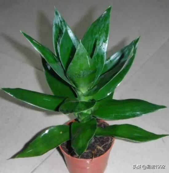 家里为什么不能养观音竹_观音竹不进宅的原因