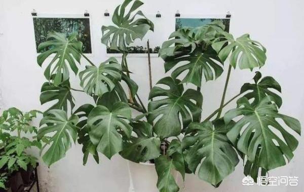 吸甲醛的大型绿植排名（吸甲醛的大型绿植排名榜）