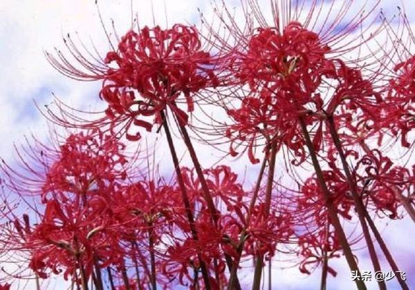 最美的花排名_最美的花 排名