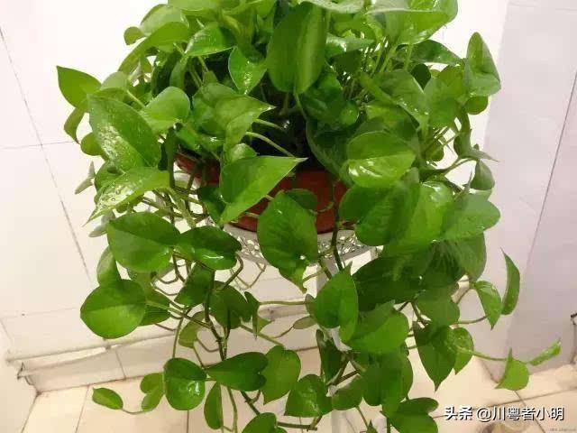 为什么家里不能养绿萝_怎么养绿萝才能更旺盛