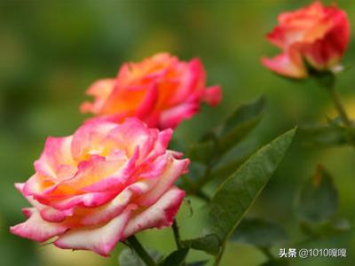 夏天盛开的花有哪些（15种开在夏天的花）