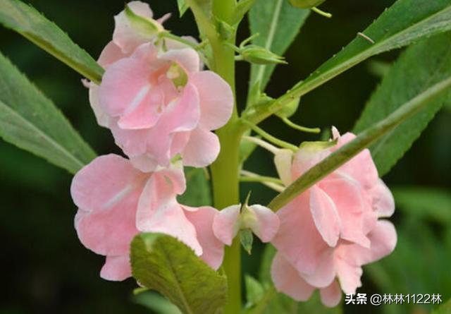 凤仙花种子的传播方式（凤仙花种子的传播方式有哪些）