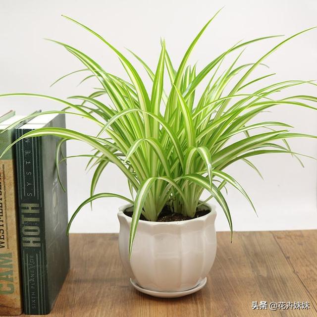 家庭养什么植物最好_十大最好养的懒人绿植