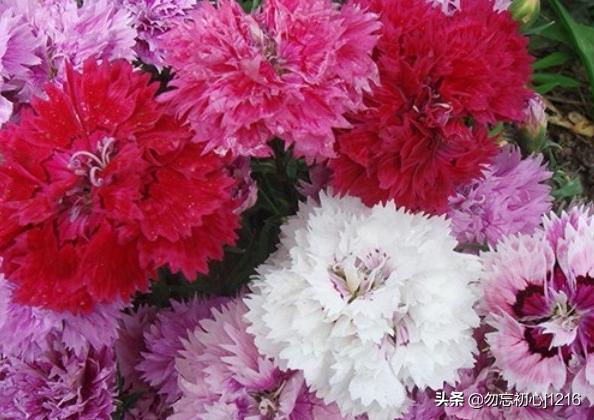 康乃馨四季开花吗_康乃馨四季开花吗图片