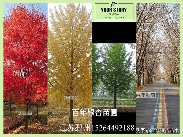 各种绿化苗木大全_绿化苗木大全图册