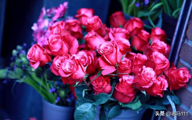 玫瑰含义和朵数_玫瑰的数量寓意和象征