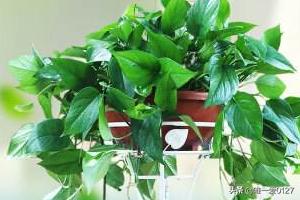 如何让绿萝快速长爆盆_绿萝喜欢喝的三种水