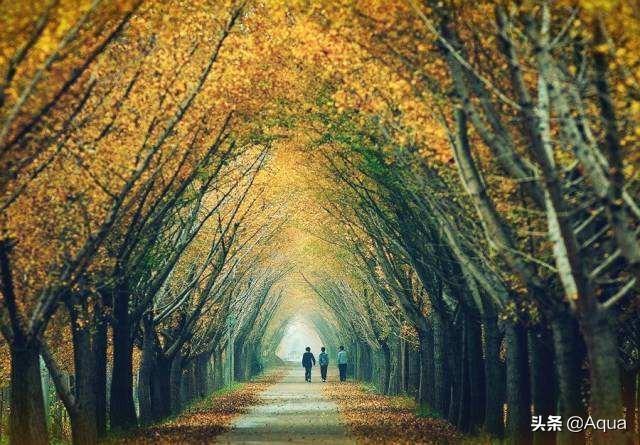 大树的图片大全_大树的图片大全头像