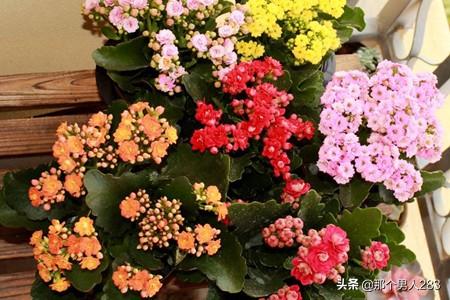 长寿花图片及养殖方法和注意事项