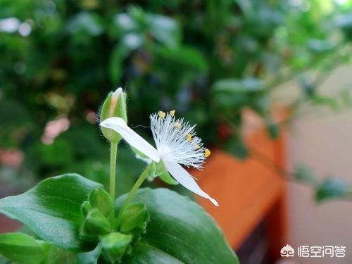 绿萝怎样养才能更旺盛_绿萝怎样养才能更旺盛一些