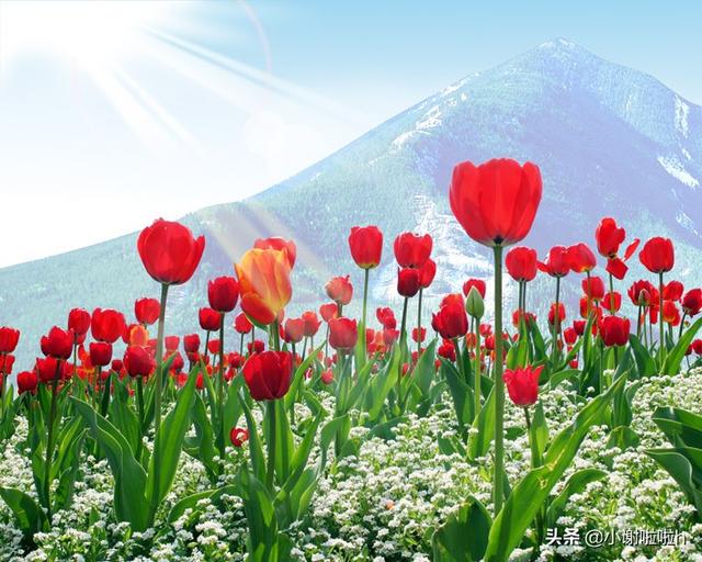 郁金香花语及图片_郁金香花语的花语