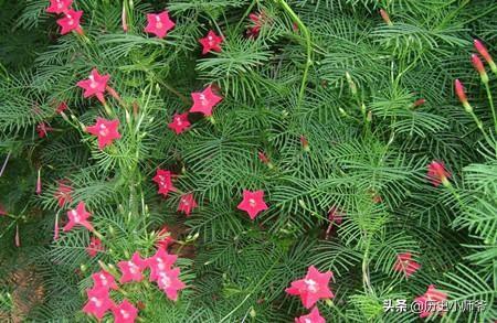 茑萝花图片_茑萝花图片唯美