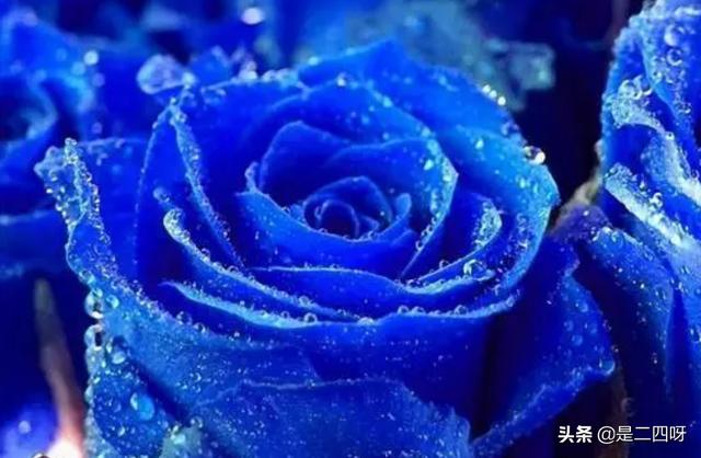 蓝玫瑰花代表什么意思（15朵蓝玫瑰花代表什么意思）