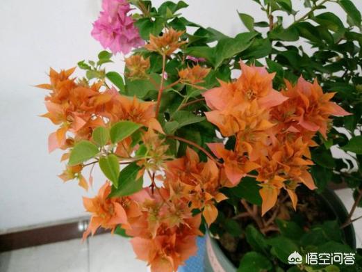 三角梅扦插视频教程_三角梅扦插视频教程图解