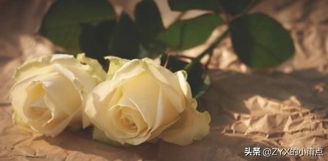 白玫瑰的意思代表什么（白玫瑰的含义）