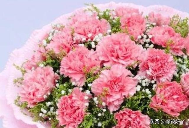 康乃馨种子种植方法_康乃馨花不进宅的原因