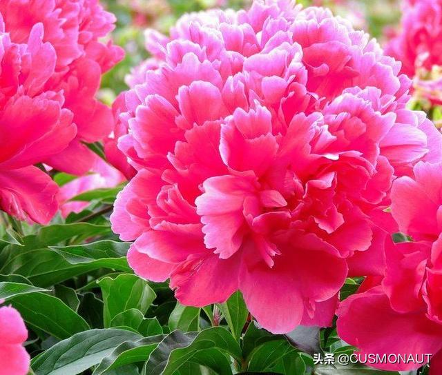 芍药花浪漫诗句_芍药花的唯美诗句