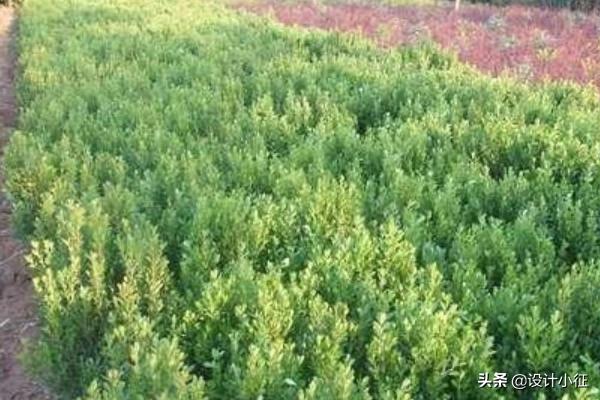 最大的小叶黄杨树图片_最大的小叶黄杨树图片欣赏