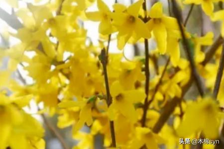 测测你的性格像什么花_测试你像什么花