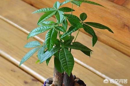 发财树的养法和浇水_发财树怎样浇水和养殖