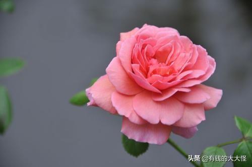 全部月季花语_月季花语和象征意义
