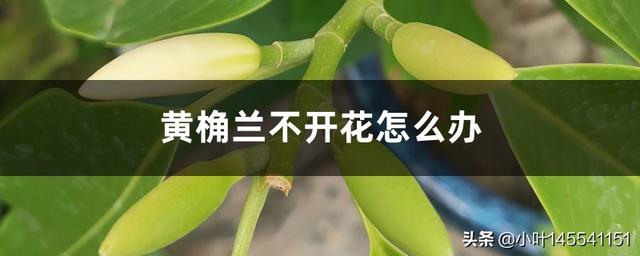 黄桷树开花的图片_黄桷树的花和果实