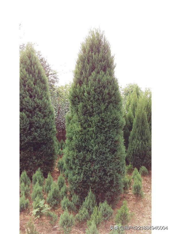 刺柏的寓意和象征_刺柏的寓意和象征是什么