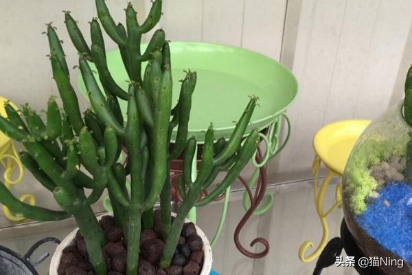 绿玉树的养殖方法和注意事项