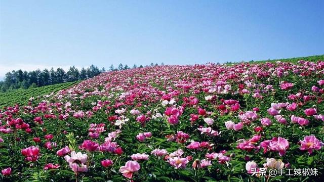 鲜花怎么保存更久_收到一大束鲜花怎么保存