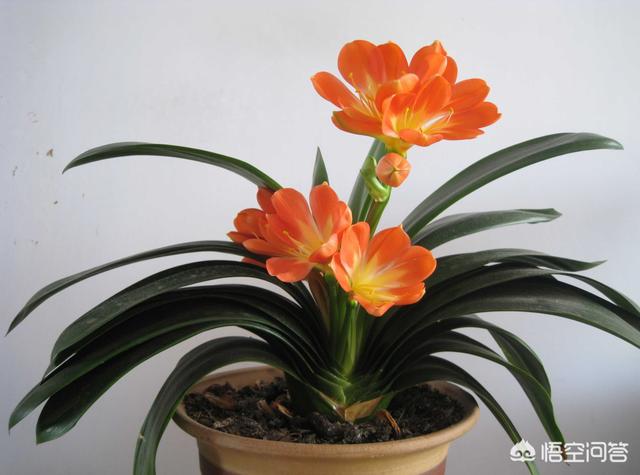 君子兰有几个品种图片_君子兰有几种品种图片