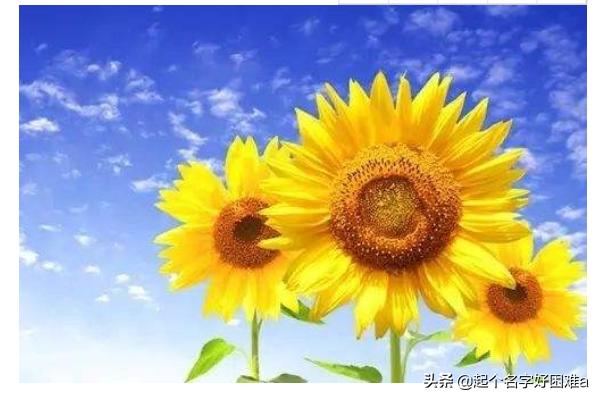 向日葵的花语一句话_向日葵花语经典话语