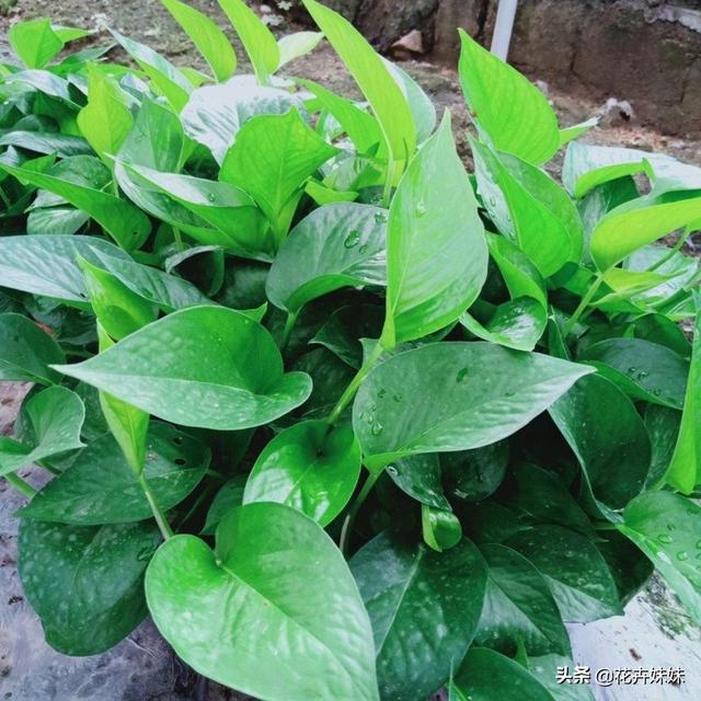 空气净化植物十大排名_空气净化器植物排名