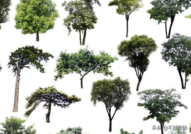 树类大全_树类大全图库