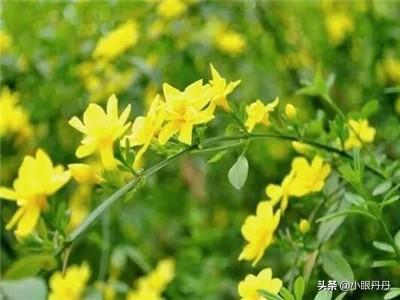 春天开的花（春天开的花歌词）