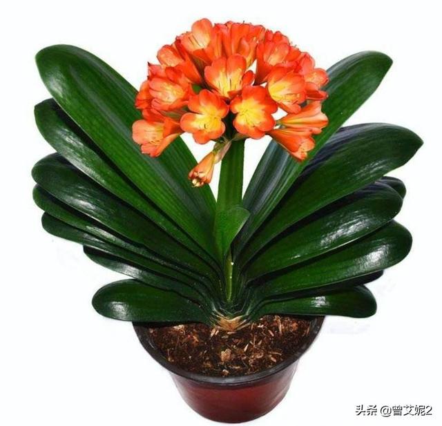 君子兰用什么土_君子兰用什么土养好,怎么换土