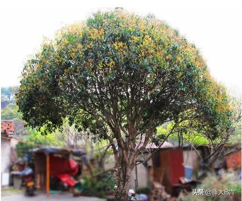 桂花树几年才会开花_桂花树多少年才能开花