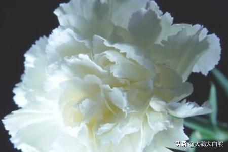 康乃馨花语朋友圈（康乃馨花语句子）