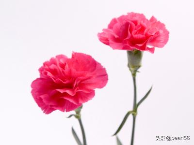 母亲节送什么花好养活_母亲节送什么花好呀