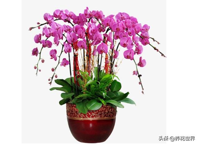 蝴蝶兰的正确养殖方法和注意事项