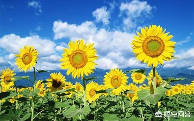 朋友圈晒向日葵的唯美句子_女人发向日葵朋友圈说说