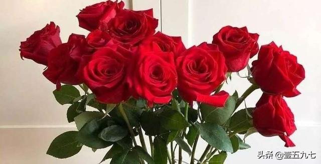 玫瑰花11朵图片_玫瑰花11朵图片高清