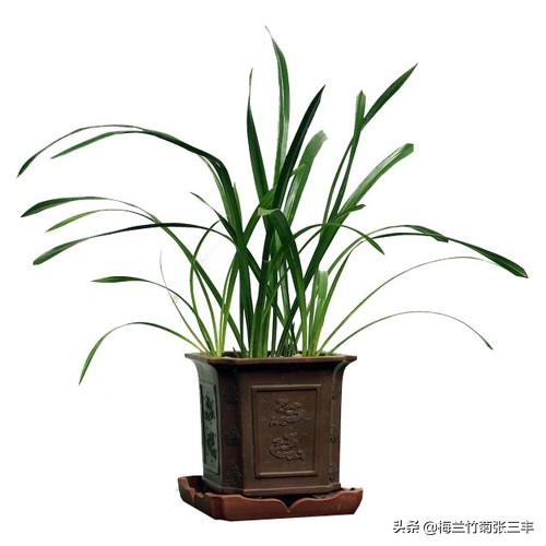 兰花不开花的原因及解决方法