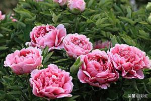 什么叫四季牡丹花（什么是四季牡丹花）