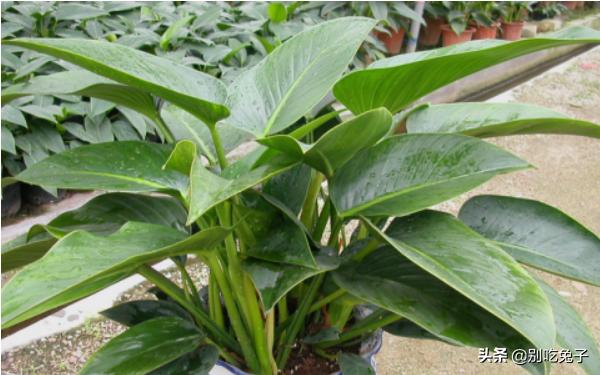 植物金钻的养殖方法和注意事项