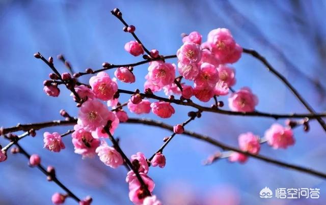 生日鲜花图片大全真实照片高清