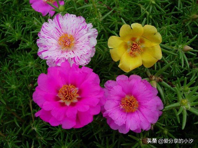 太阳花象征什么精神品质_太阳花象征着什么样的人