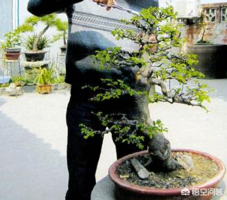 榆树盆景造型图_榆树盆景造型图解