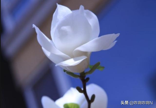 白玉兰什么时候开花_上海白玉兰什么时候开花