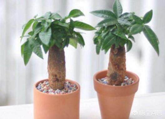 怎样养殖发财树_怎样养殖发财树最好