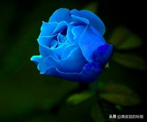 蓝玫瑰的花语是什么意思 寓意